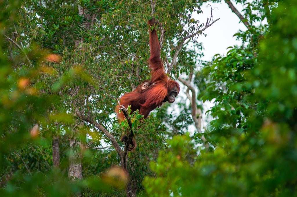 Kalimantan Tengah