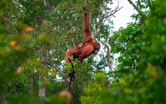 Kalimantan Tengah